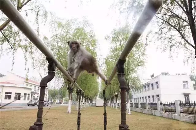 训练猴子 训练猴子