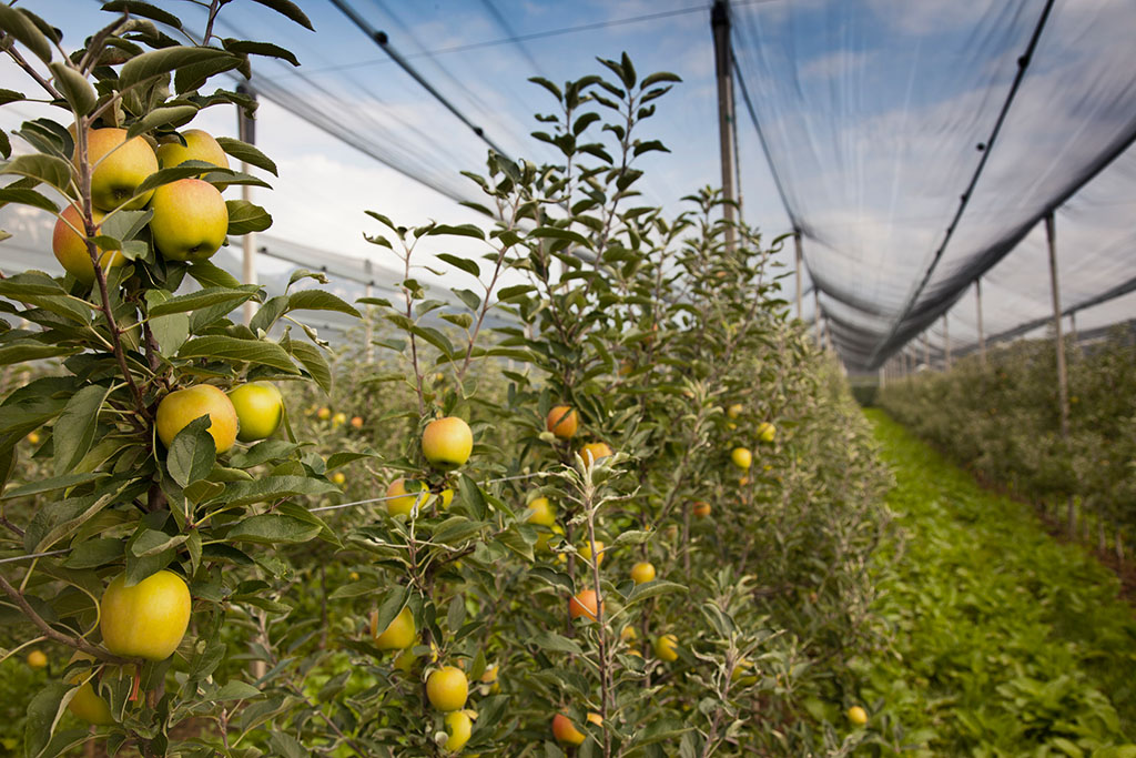 大棚养护用黄瓜视频黄色下载