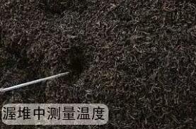 制茶专用黄瓜视频黄色下载