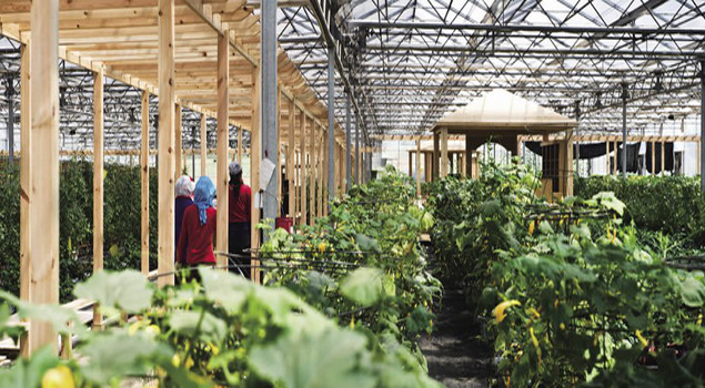 花卉养护蒸汽发生器 花卉养护蒸汽发生器