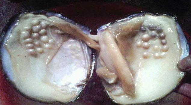 蒸河蚌蒸汽发生器