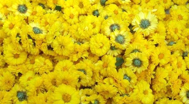 菊花烘干蒸汽发生器 菊花烘干蒸汽发生器