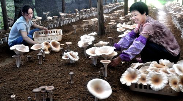 蒸汽发生器 蒸汽发生器