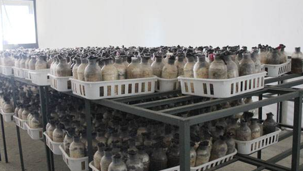 蘑菇菌种培育蒸汽发生器 蘑菇菌种培育蒸汽发生器