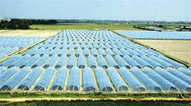 黄瓜视频免费在线