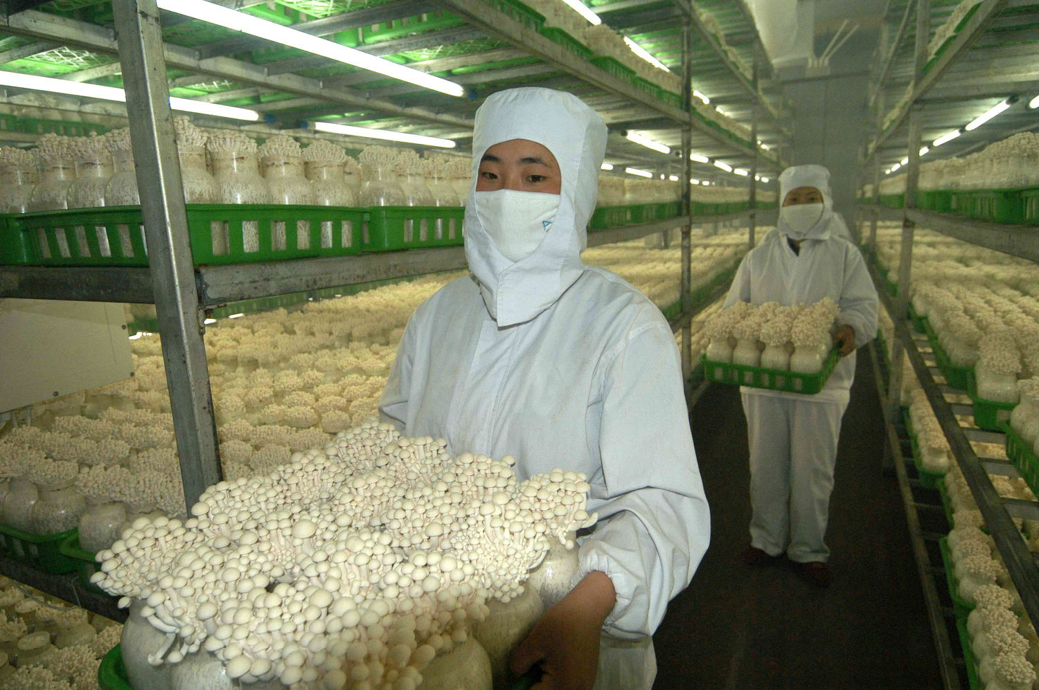 食用菌使用黄瓜视频黄色下载减少损耗