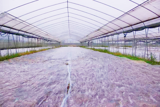 温室土壤消毒2.png 温室土壤消毒2.png