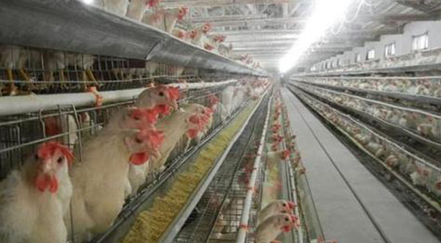 湖北省鸡舍养殖蒸汽锅炉投入使用，冬季传染病全部走开！